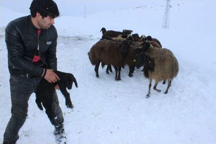 Gebe Hayvan Yüklü Kamyonet Şarampole Düştü G2