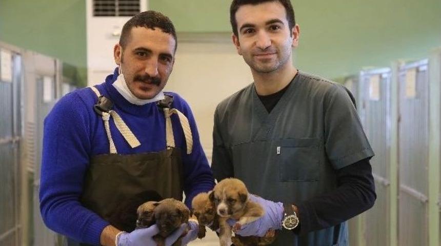 Fedakar K&ouml;pek 9 Yavruya Hayat Verdi