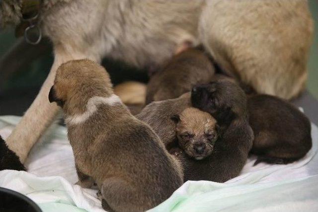 Fedakar Köpek 9 Yavruya Hayat Verdi