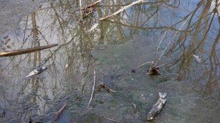 Balık Ölümlerinin Devam Etmesi Endişeyi Arttırıyor