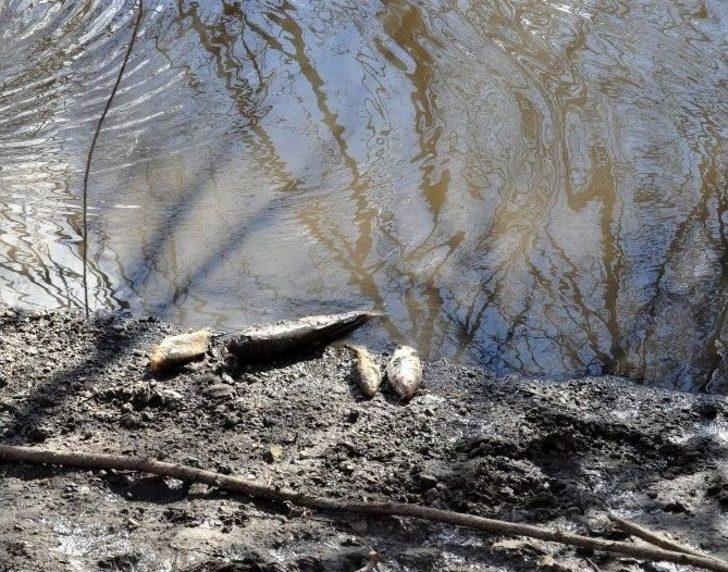 Balık Ölümlerinin Devam Etmesi Endişeyi Arttırıyor G4