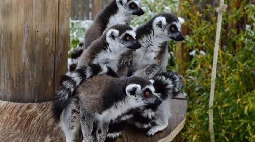 Lemur Ailesi Genişledi