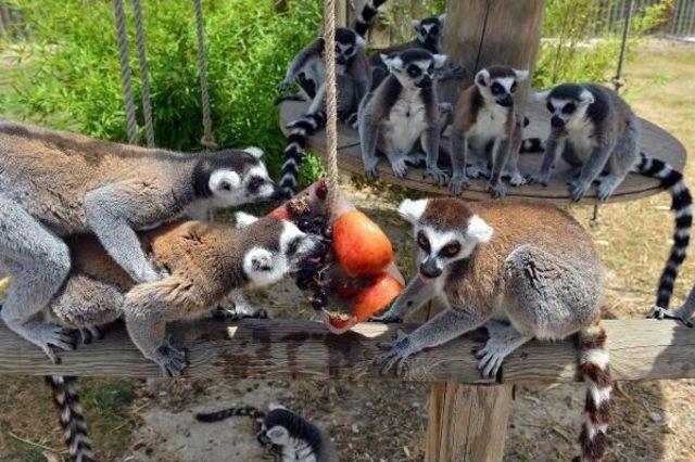 Lemur Ailesi Genişledi