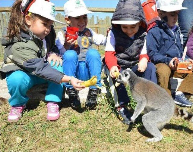 Lemur Ailesi Genişledi