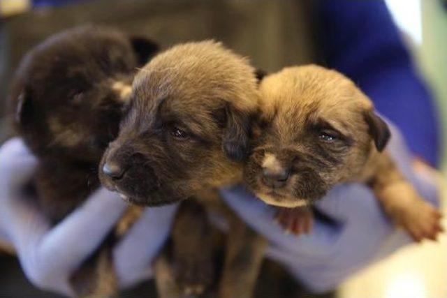 Tedavi Için Getirilen Sokak Köpeği, Annesiz 9 Yavruya Hayat Verdi