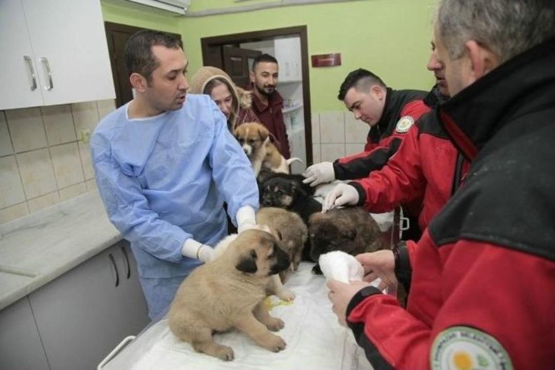 Odunpazarı Hayvan Sağlık Merkezi, K&uuml;tahya&rsquo;dan Getirilen 11 Yavru K&ouml;peğe Kucak A&ccedil;tı