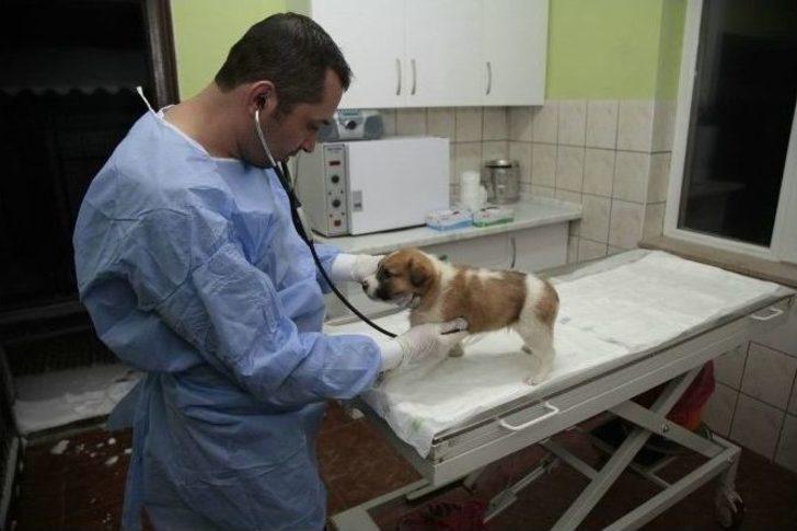 Odunpazarı Hayvan Sağlık Merkezi, Kütahya’dan Getirilen 11 Yavru Köpeğe Kucak Açtı G1