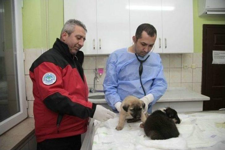 Odunpazarı Hayvan Sağlık Merkezi, Kütahya’dan Getirilen 11 Yavru Köpeğe Kucak Açtı G2
