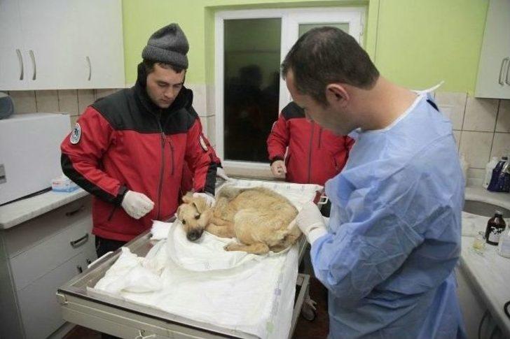 Odunpazarı Hayvan Sağlık Merkezi, Kütahya’dan Getirilen 11 Yavru Köpeğe Kucak Açtı G3