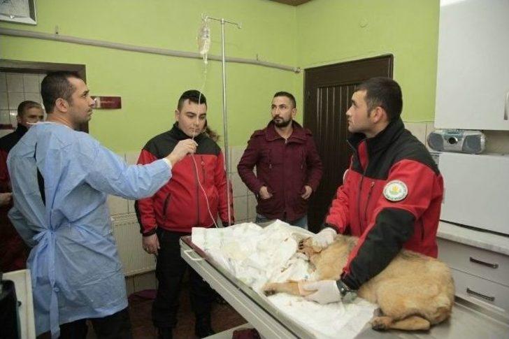 Odunpazarı Hayvan Sağlık Merkezi, Kütahya’dan Getirilen 11 Yavru Köpeğe Kucak Açtı G4