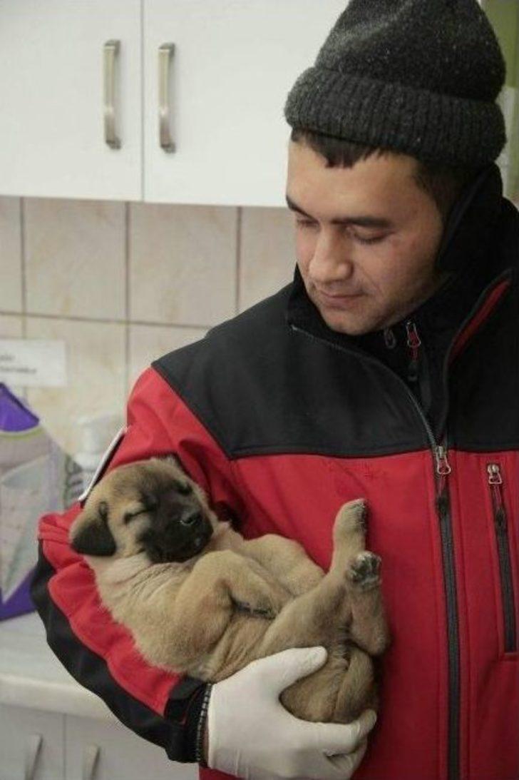 Odunpazarı Hayvan Sağlık Merkezi, Kütahya’dan Getirilen 11 Yavru Köpeğe Kucak Açtı G5
