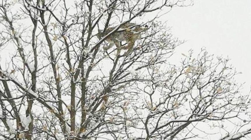 &Ccedil;emişgezek Tağar Vadisi&rsquo;nde Vaşak G&ouml;r&uuml;nt&uuml;lendi