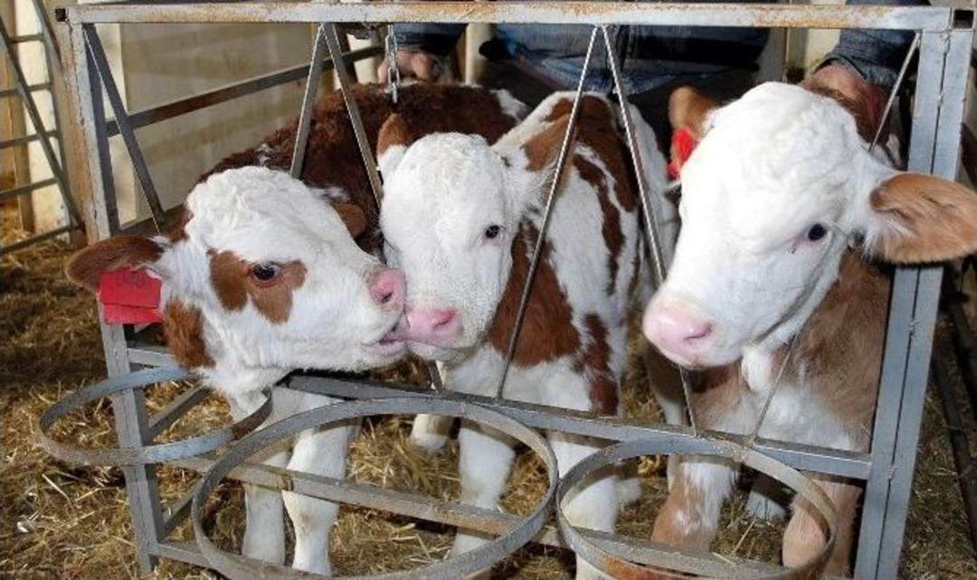 İthal İnek &Uuml;&ccedil;&uuml;z Doğurdu