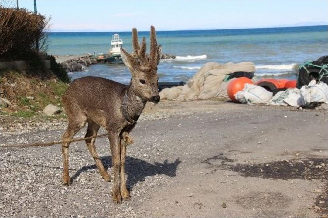 Denizden &rsquo;karaca&rsquo; &Ccedil;ıktı
