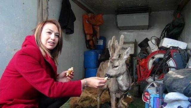 Köpeklerden Kaçarken Denize Atlayan Karacayı Balıkçılar Kurtardı