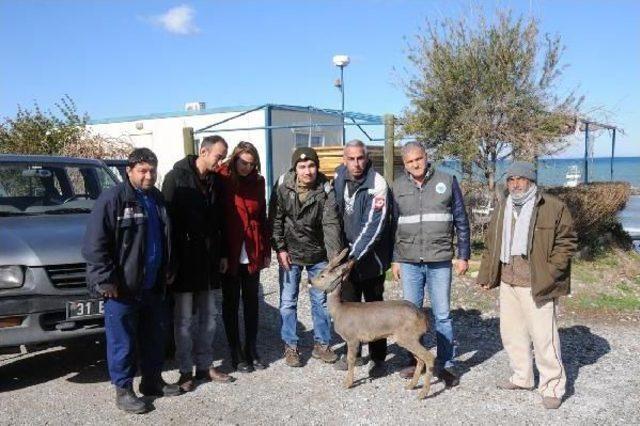 Köpeklerden Kaçarken Denize Atlayan Karacayı Balıkçılar Kurtardı