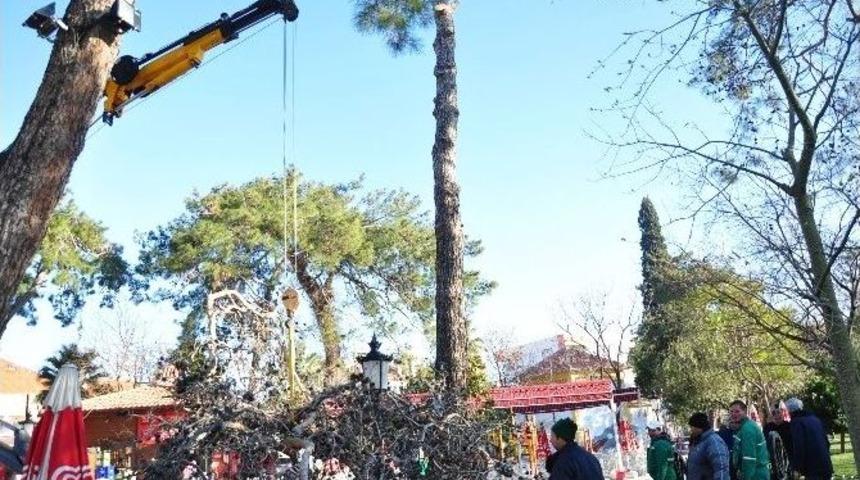 Milas&rsquo;ta 100 Yıllık Ağa&ccedil;lar Kesildi