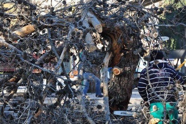 Milas&rsquo;ta 100 Yıllık Ağa&ccedil;lar Kesildi 1