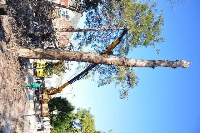 Milas&rsquo;ta 100 Yıllık Ağa&ccedil;lar Kesildi 2