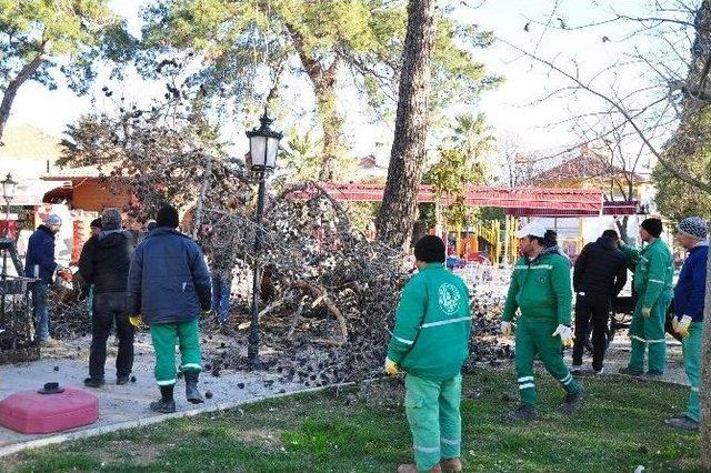 Milas&rsquo;ta 100 Yıllık Ağa&ccedil;lar Kesildi 3