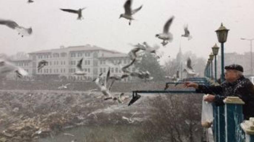 Karda Yaban Hayvanlarını Beslediler