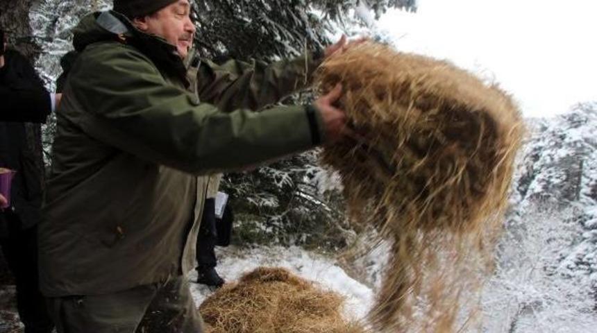 Bakan Eroğlu Yaban Hayvanlarına Yem Bıraktı, G&ouml;le Balık Saldı