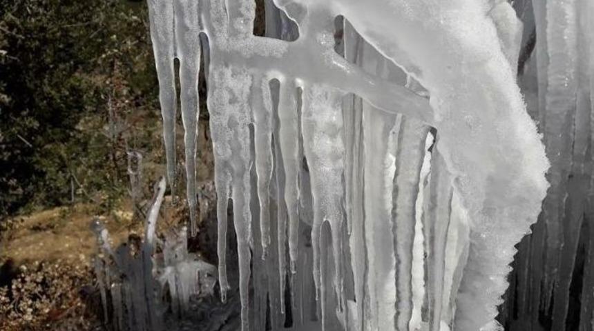 Milas&rsquo;ta Bitkiler Buz K&uuml;tlesine D&ouml;nd&uuml;