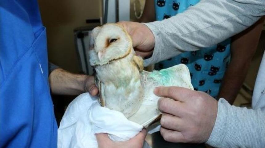 Yaralı Baykuş Tedavi Edilerek Doğaya Bırakıldı