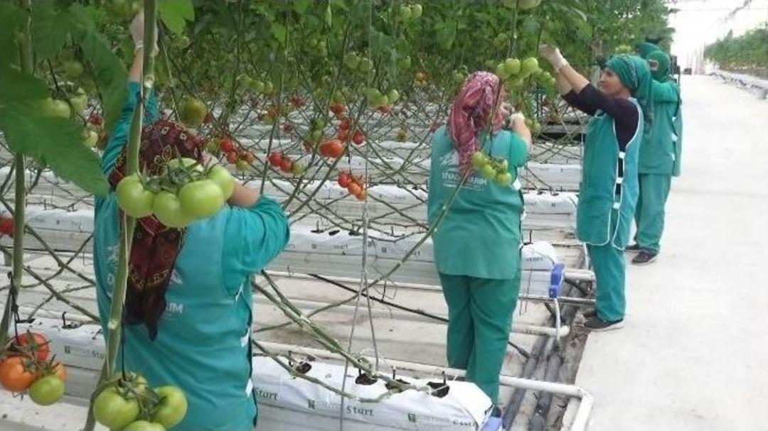 Eksi 40 Derecede Domates &Uuml;retimi