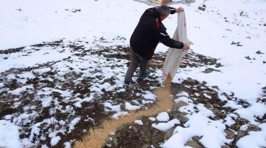 Yaban Hayvanları İ&ccedil;in Yemleme Yapıldı