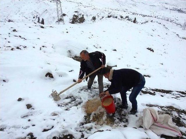 Yaban Hayvanları İçin Yemleme Yapıldı