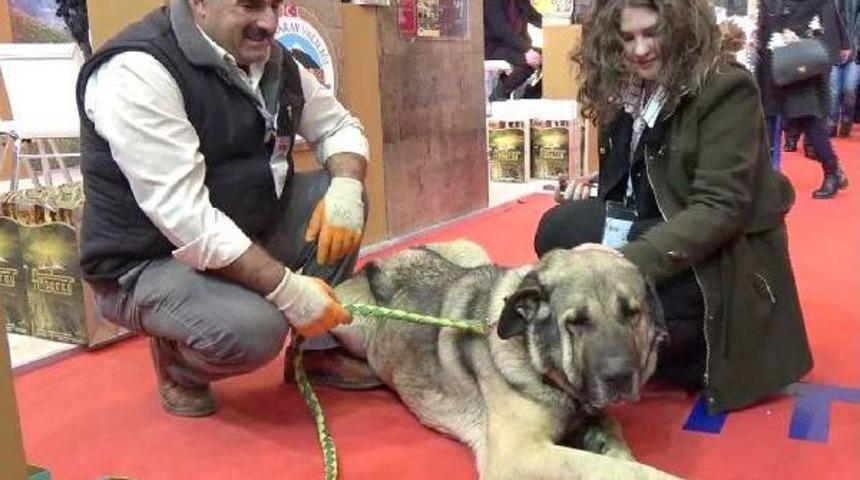 25 Bin Tl Teklif Edilen Damızlık K&ouml;peği Satmadı