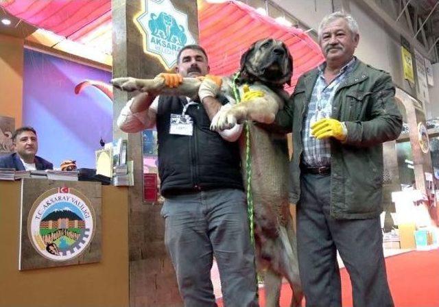 25 Bin Tl Teklif Edilen Damızlık Köpeği Satmadı