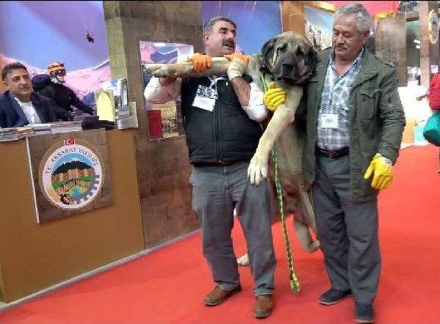 25 Bin Tl Teklif Edilen Damızlık Köpeği Satmadı