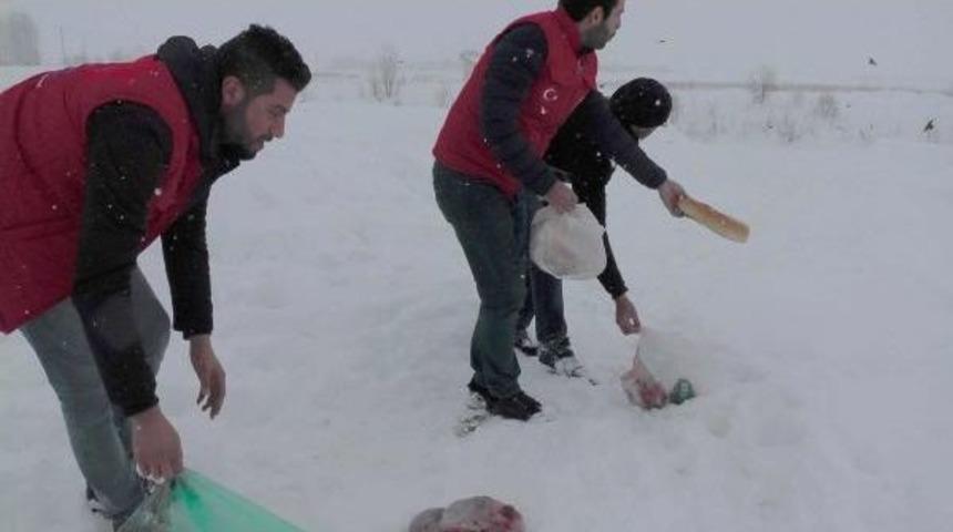 Gen&ccedil;lik Liderleri Sokak Hayvanları I&ccedil;in Harekete Ge&ccedil;ti
