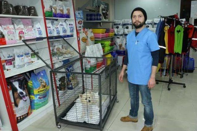 Çaldıkları Köpeği Veterinerde Tıraş Ettirirken Yakalandılar