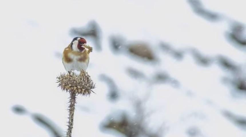 Devedikeni Kuşlara Yaşam Kaynağı Oldu