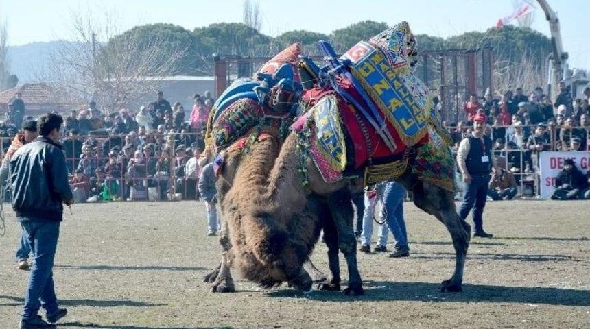 S&ouml;ke&rsquo;ye Bağlı Bağarası&rsquo;nda Deve G&uuml;reşleri 30. Kez Yapıldı