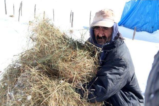 Kızağı Çalınan Köylüler, Hayvanlar Için Otları Sırtlarında Taşıyor