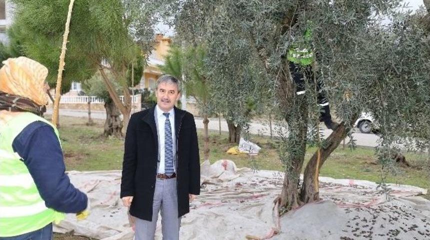 Parklardaki Zeytin Ağa&ccedil;ları Muhtacın Sofrasına Lezzet Katıyor