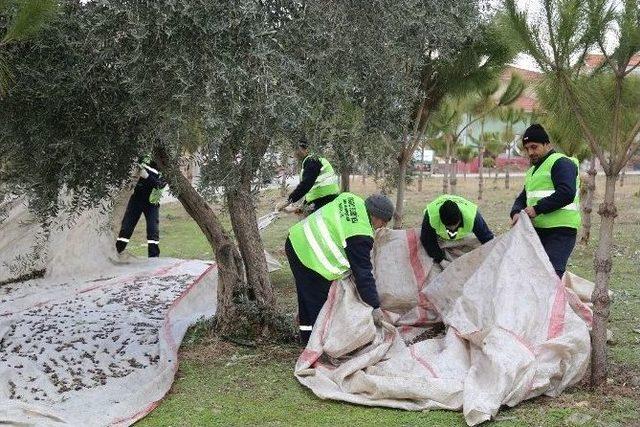 Parklardaki Zeytin Ağaçları Muhtacın Sofrasına Lezzet Katıyor