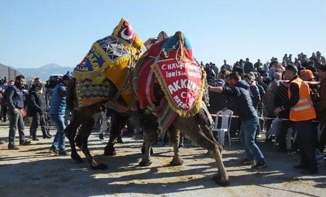 Burhaniye’de Deve Güreşlerini 10 Bin Kişi İzledi