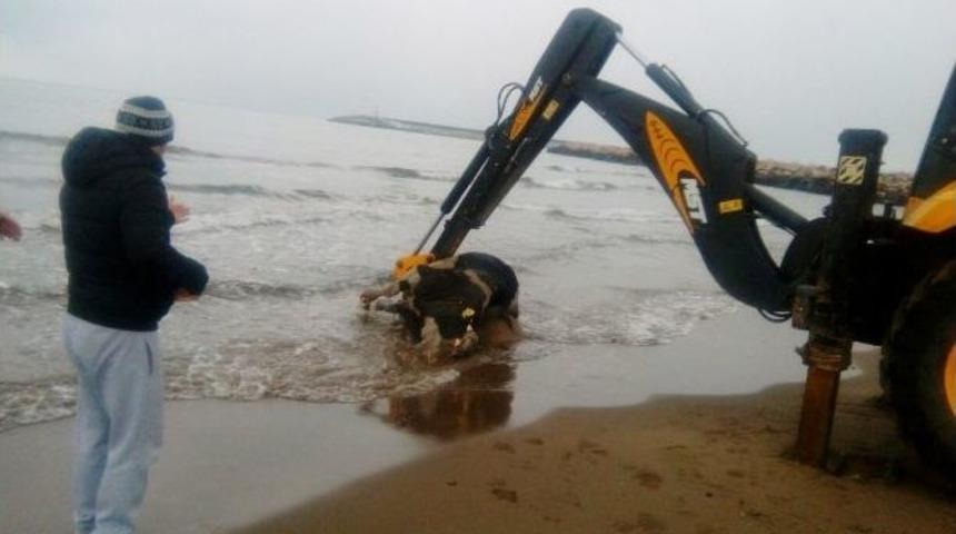Cide Sahiline &Ouml;l&uuml; İnek Vurdu