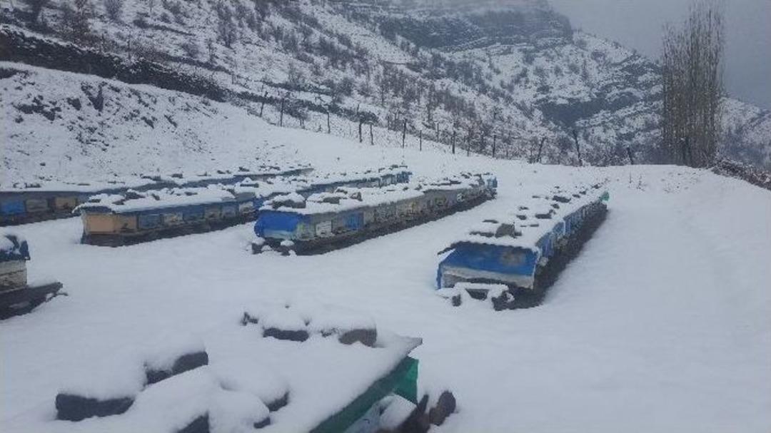 Soğuktan Donan Arılarını Avu&ccedil;larında Isıtıyorlar