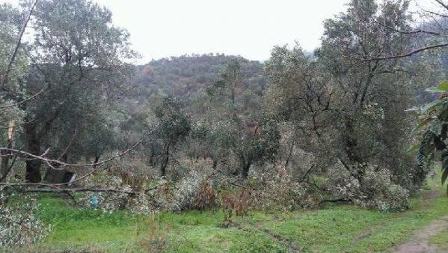 Erdek’Te 20 Bin Zeytin Ağacı Kardan Zarar Gördü