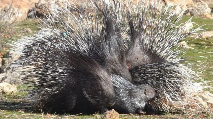 Oklu Kirpiler Atat&uuml;rk Barajı&rsquo;nda İş Durdurdu