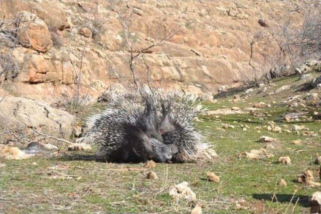 'oklu Kirpi', Baraj Gölü Tünel Çalışmasını Durdurdu