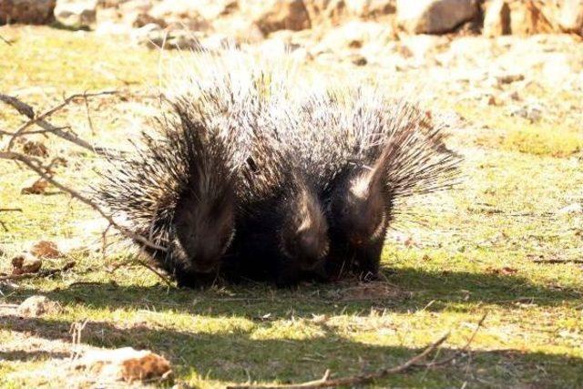 'oklu Kirpi', Baraj Gölü Tünel Çalışmasını Durdurdu