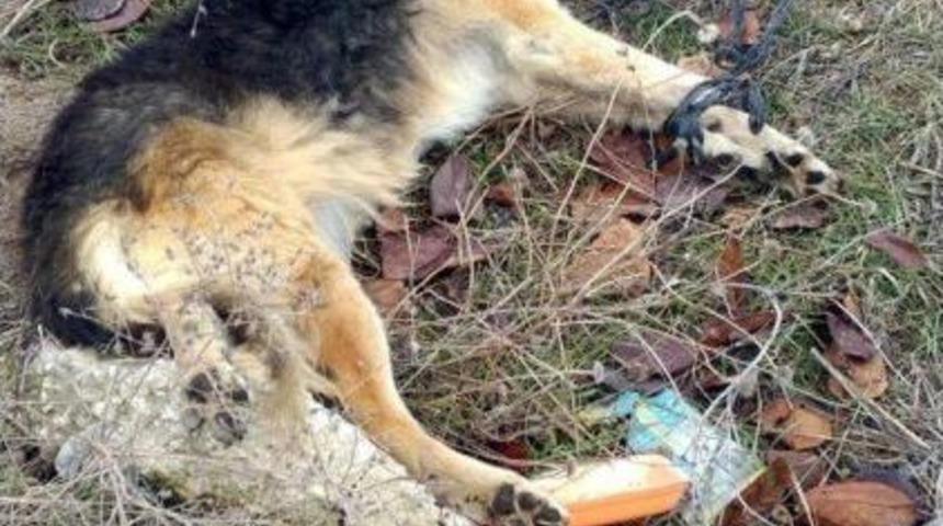 Tekirdağ'da Kedilerin Ardından Iki K&ouml;pek De Başlarına Sert Cisimli Vurularak &Ouml;ld&uuml;r&uuml;ld&uuml;