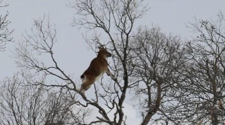 Tunceli&rsquo;de Yiyecek Bulma Sıkıntısı Yaşayan Dağ Ke&ccedil;ileri Vadilere İnmeye Başladı